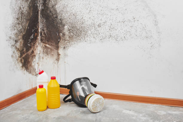 Best Professional Mold Removal  in Apollo, PA