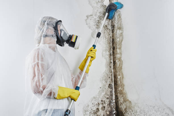 Best Mold Testing  in Apollo, PA