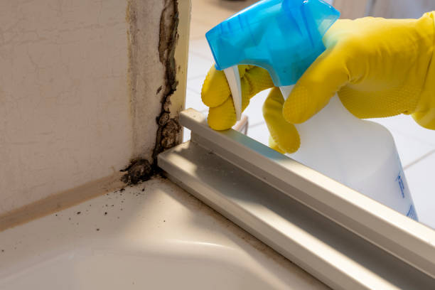 Best Affordable Mold Removal  in Apollo, PA