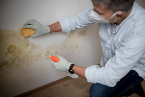 Best Mold Remediation Services  in Apollo, PA