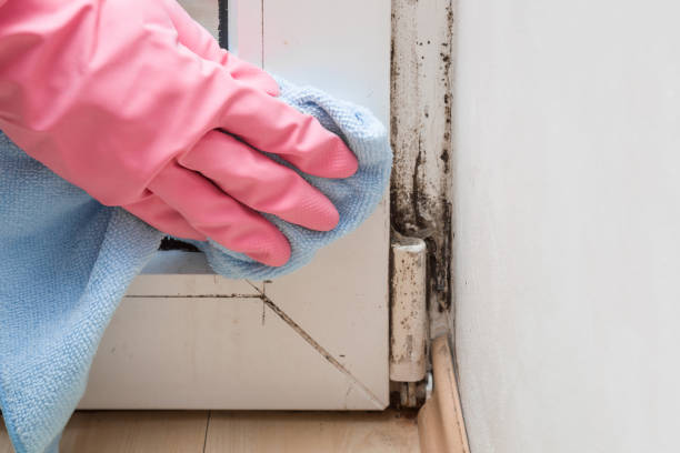 Best Office Mold Removal Services  in Apollo, PA